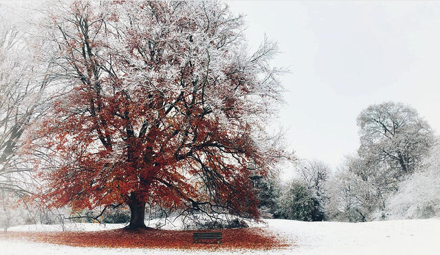 Stefan Wathan's atmospheric pic taken in the early snow, November 2024